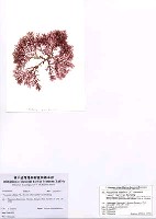 藏品(Plocamium telfairiae (W.J. Hooker & Harvey) Harvey ex Kutzing)的圖片